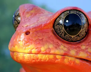 A Close Up Of An Orange Frog With Black Eyes Wallpaper