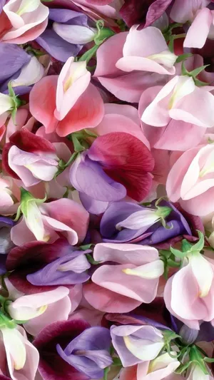 A Close Up Of Pink And Purple Flowers Wallpaper