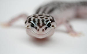 A Closeup Of A Leopard Gecko Wallpaper