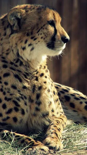 A Closeup Of The Beautiful Cheetah Wallpaper