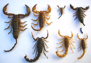 A Collection Of Scorpions Of Varying Sizes On A White Background Wallpaper