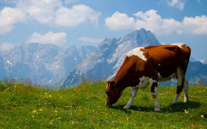 A Contented Brown Cow Peacefully Grazes In A Field Wallpaper