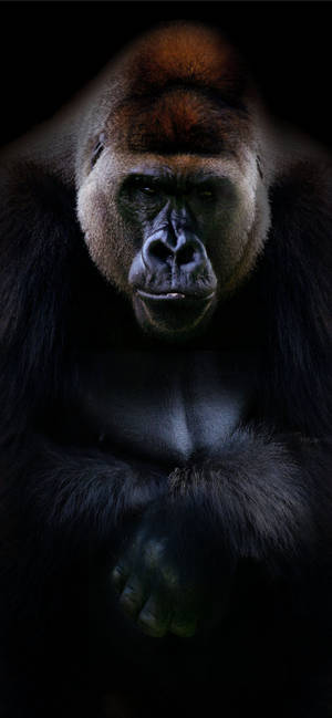 A Cool And Curious Gorilla Peers Out From The Tree Branches Wallpaper