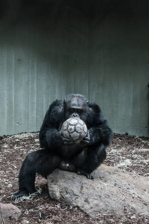 A Cool Gorilla Chilling On A Rock Wallpaper