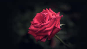 A Cool Rose For The Rose Of Passionate Love Wallpaper