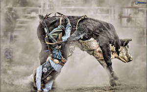 A Cowboy Falling Off A Bull In A Rodeo Wallpaper