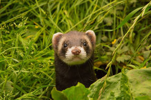 A Curious Ferret In The Green Outdoors Wallpaper