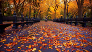 A Cute Autumn Desktop That Inspired Creativity Wallpaper