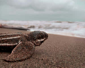 A Cute Baby Turtle In Its Natural Habitat Wallpaper