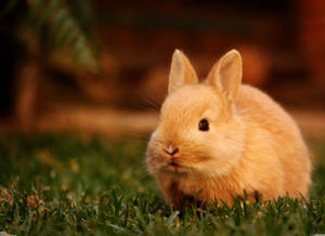 A Cute Bunny In Luscious Grass Wallpaper