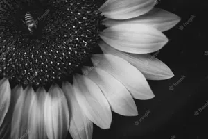 A Dark And Mysterious Sunflower Wallpaper