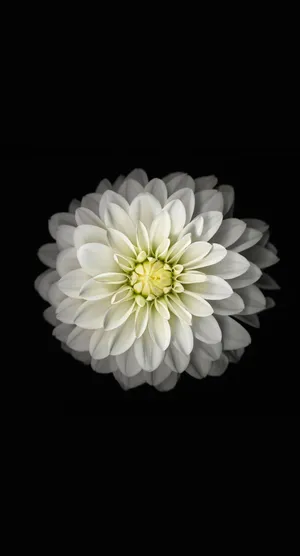 A Dark Contrast Of Beauty - Black And White Flower Iphone Wallpaper