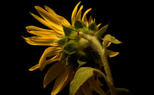 A Dark Hued Sunflower In A Field Of Wild Grass Wallpaper
