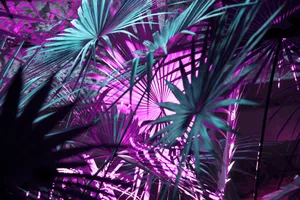 A Dark Purple Desktop Makes For A Dramatic Wallpaper Wallpaper