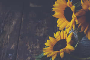 A Dark Sunflower In Its Natural Environment, Standing Out Amidst A Field Of Green. Wallpaper