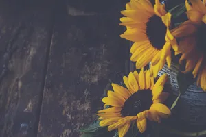 A Dark Sunflower In Its Natural Environment, Standing Out Amidst A Field Of Green. Wallpaper