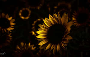 A Dark Sunflower Stands Out Against A Pale Blue Sky Wallpaper