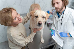 A Dedicated Veterinarian Conducting A Check-up On A Calm Golden Labrador Retriever. Wallpaper