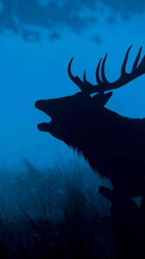 A Deer Is Silhouetted In The Dark Wallpaper