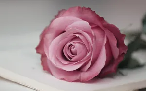 A Delicate And Sweet Rose Wallpaper