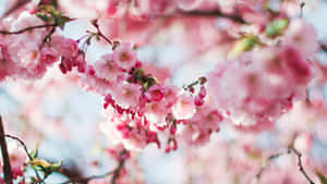 A Delicate Pink Cherry Blossom Branch In Bloom Wallpaper