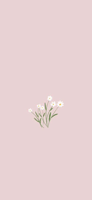 A Delicate White Flower Basks In The Golden Morning Light Wallpaper