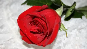 A Delicate Yet Beautiful Cute Rose. Wallpaper