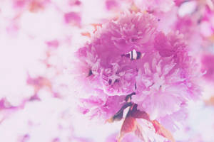 A Delightful Bouquet Of Pink Flowers Wallpaper