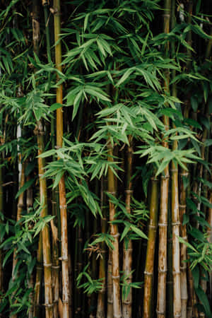 A Dense And Tranquil Bamboo Forest Wallpaper