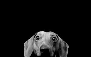 A Dog Is Looking At The Camera In Black And White Wallpaper