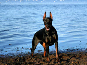 A Dog Standing On The Beach Wallpaper