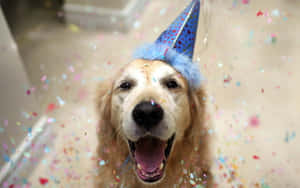 A Dog Wearing A Party Hat Wallpaper
