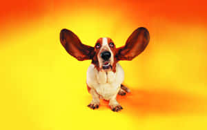 A Dog With Ears Up On A Yellow Background Wallpaper