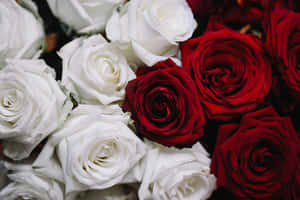A Dozen Of Red And White Roses Wallpaper