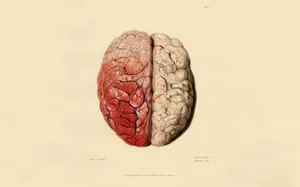 A Drawing Of A Human Brain With Red Blood Wallpaper