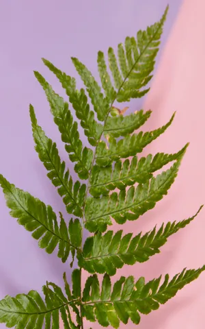 A Fern Plant On A Pink And Purple Background Wallpaper