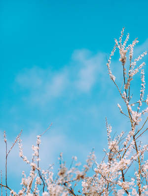 A Field Of Beautiful White Flowers Contrasted Against The Blue Sky Wallpaper