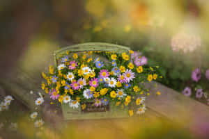 A Field Of Beautiful Wildflowers Basking In The Sun. Wallpaper