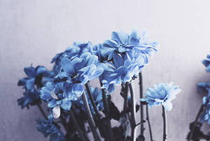 A Field Of Blue Flowers Glimmering In The Sunlight. Wallpaper