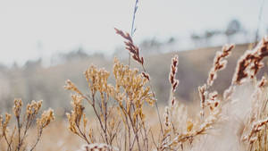 A Field Of Dry Grass With Trees In The Background Wallpaper