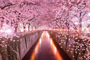 A Field Of Night Cherry Blossom Trees, Illuminated By The Stars Above. Wallpaper