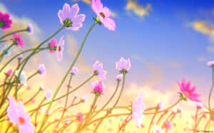 A Field Of Pink Flowers With A Blue Sky Wallpaper