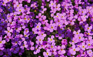 A Field Of Purple Flowers Blooming In The Sun Wallpaper