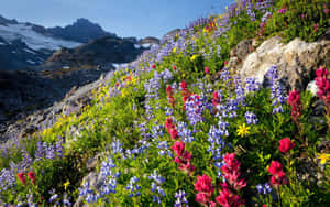 A Field Of Stunning Wildflowers In Full Bloom Wallpaper