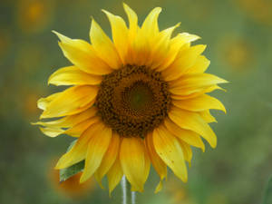 A Field Of Sunflowers & Roses - Beauty In Abundance Wallpaper