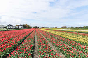 A Field Of Tulips With Many Different Colors Wallpaper