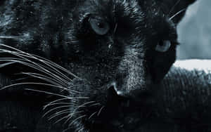 A Fierce Black Jaguar Stares Into The Camera Wallpaper