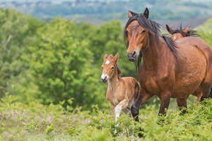 A Foal Grazing Peacefully In A Lush Green Field Wallpaper