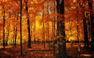 A Forest With Orange Leaves Wallpaper