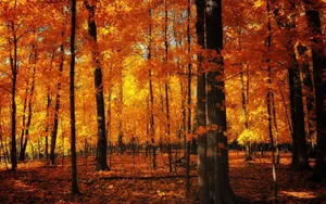 A Forest With Orange Leaves Wallpaper